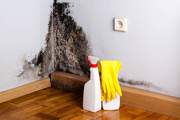 Best Residential water damage restoration  in Marine City, MI